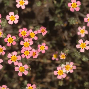 Linanthus montanus