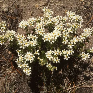 Linanthus pachyphyllus