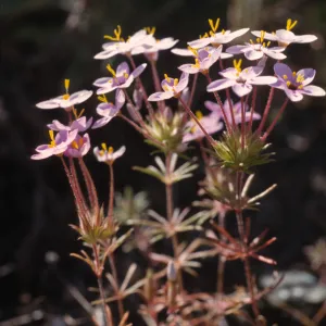 Linanthus parviflorus