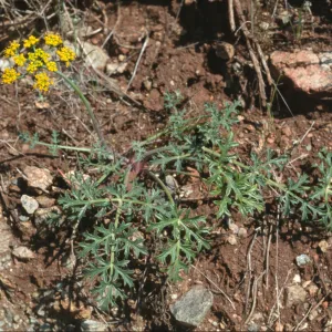 Lomatium parvifolium