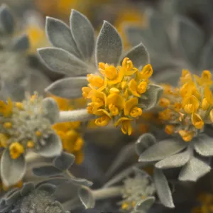 Lotus argophyllus ssp. niveus