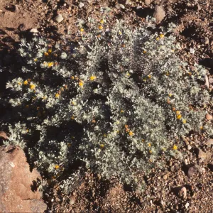 Lotus argophyllus ssp. niveus