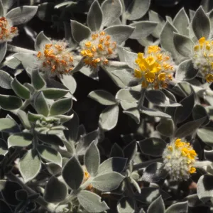 Lotus argophyllus ssp. niveus