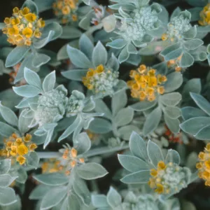 Lotus argophyllus ssp. niveus