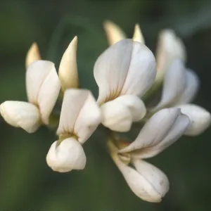 Lotus grandiflorus
