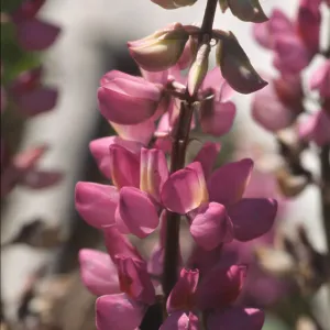 Lupinus cervinus