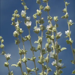Malacothamnus aboriginum