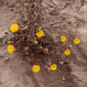 Malacothrix indecora