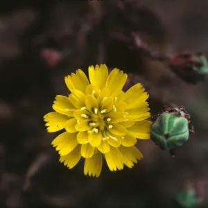 Malacothrix indecora