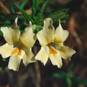 Mimulus aurantiacus