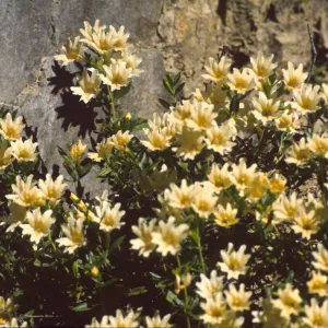 Mimulus bifidus