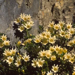 Mimulus bifidus