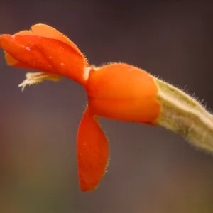 Mimulus cardinalis