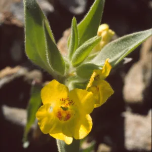 Mohavea breviflora