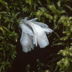 Monotropa hypopithys