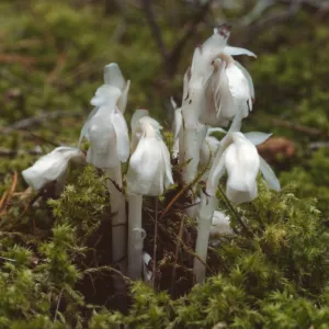 Monotropa hypopithys