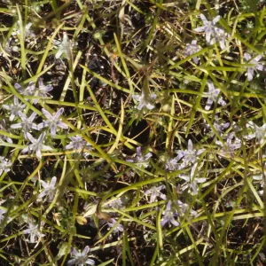Navarretia prostrata