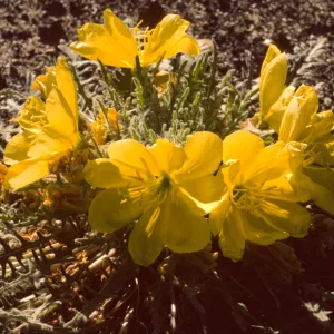 Oenothera primiveris