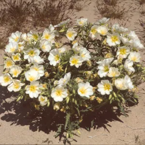 Oenothera