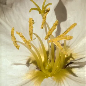 Oenothera