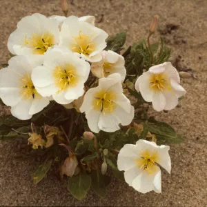 Oenothera
