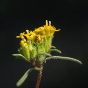 Orochaenactis
