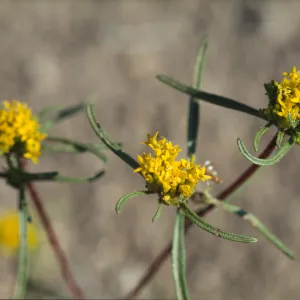 Orochaenactis