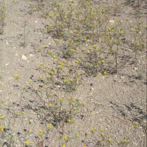Orochaenactis
