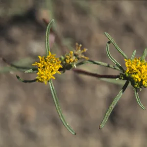 Orochaenactis