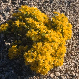 Pectis papposa