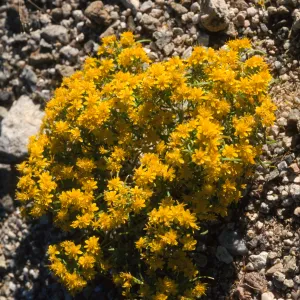 Pectis papposa