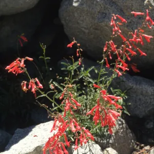 Penstemon rothrockii