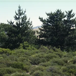 Santa Cruz Island