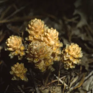 Pleuricospora