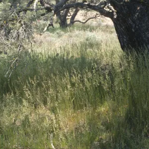 Poa secunda