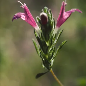 Pogogyne clareana