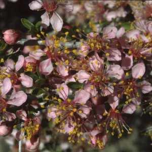 Prunus andersonii