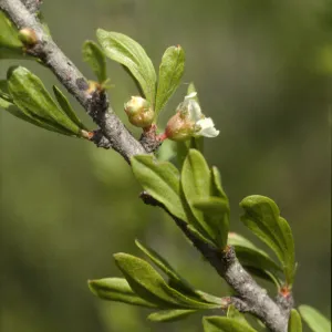 Prunus fasciculata var. punctata