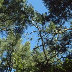 Pseudotsuga menziesii