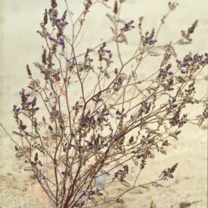 Psorothamnus fremontii