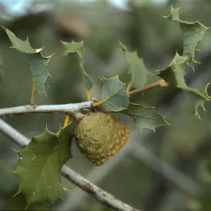 Quercus palmeri