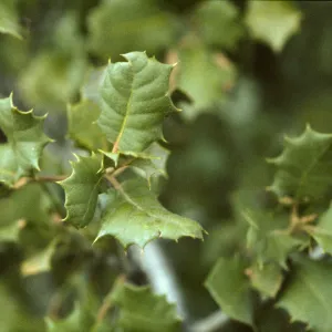 Quercus palmeri