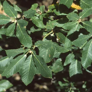 Quercus sadleriana