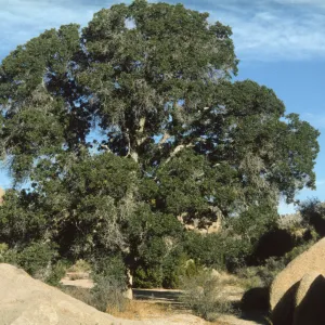 Quercus hybrid