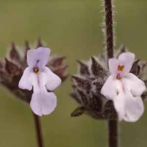 Salvia brandegeei