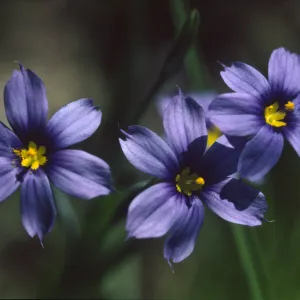 Sisyrinchium bellum