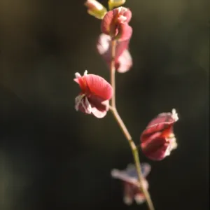 Streptanthus polygaloides