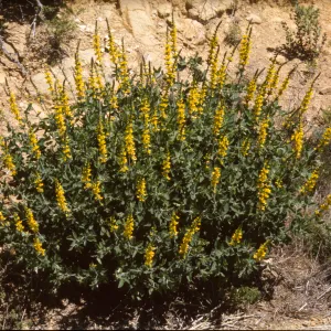 Thermopsis macrophylla