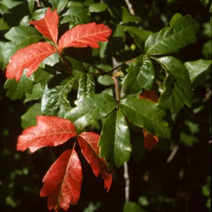 Toxicodendron diversilobum