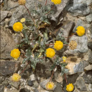 Trichoptilium incisum